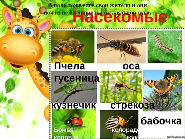 Презентация по ознакомлению с окружающим миром природы на тему "Луг и поле" (подготовительная группа)
