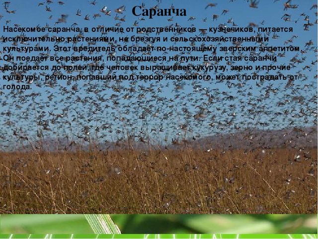 Презентация по ознакомлению с окружающим миром природы на тему "Луг и поле" (подготовительная группа)