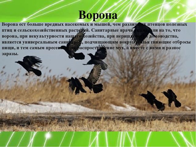 Презентация по ознакомлению с окружающим миром природы на тему "Луг и поле" (подготовительная группа)