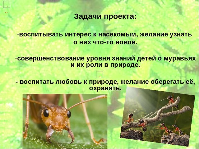 Проект по экологическому воспитанию "Мы-Друзья леса" (Подготовительная группа)