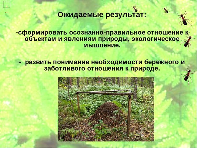 Проект по экологическому воспитанию "Мы-Друзья леса" (Подготовительная группа)