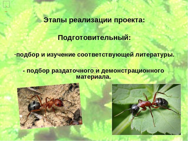 Проект по экологическому воспитанию "Мы-Друзья леса" (Подготовительная группа)