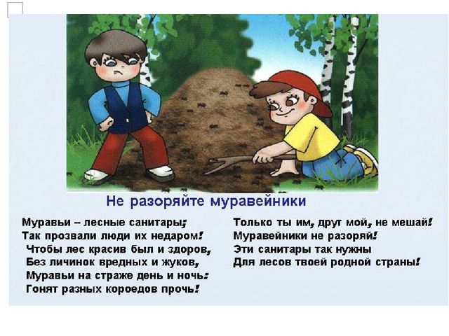 Проект по экологическому воспитанию "Мы-Друзья леса" (Подготовительная группа)