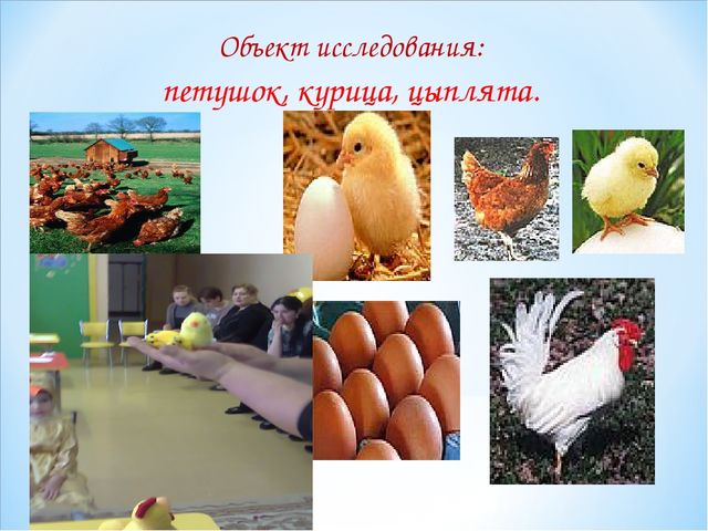 Презентация проекта "Петушок и курочка Ряба"