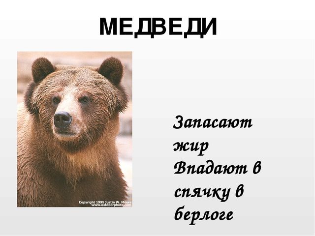 Презентация на тему"Живаяприрода зимой"