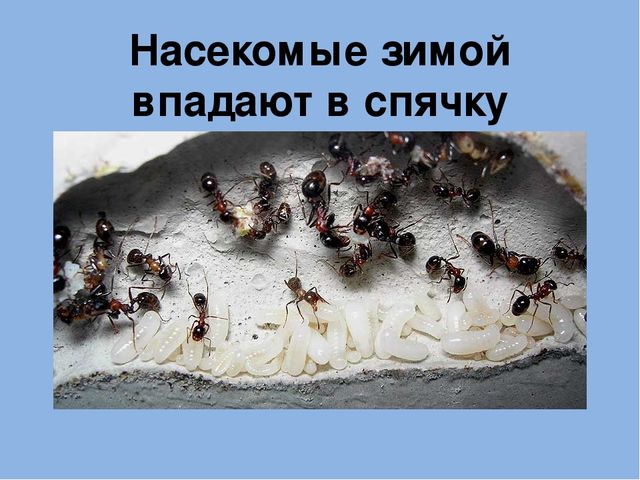 Презентация на тему"Живаяприрода зимой"