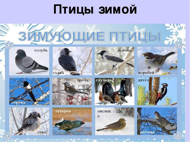 Презентация на тему"Живаяприрода зимой"