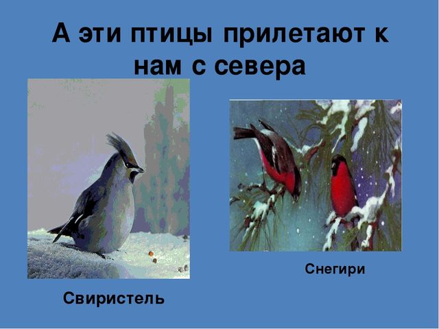 Презентация на тему"Живаяприрода зимой"