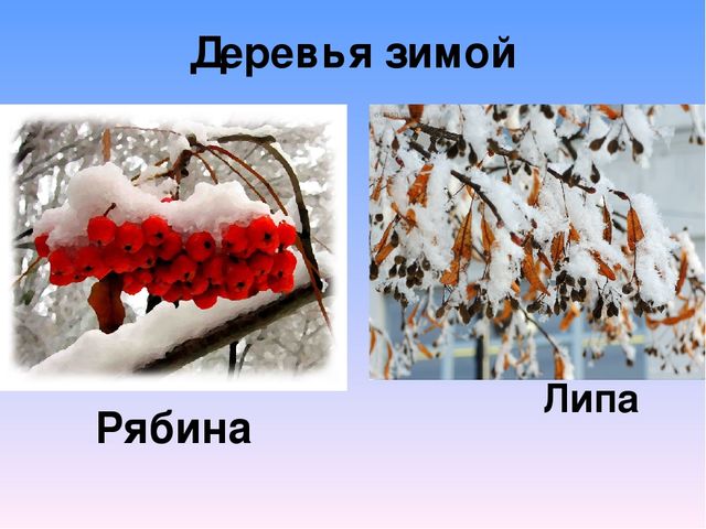 Презентация на тему"Живаяприрода зимой"