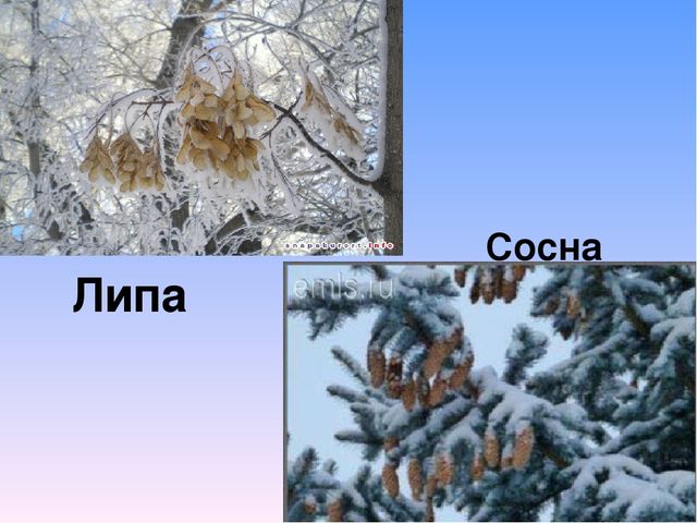 Презентация на тему"Живаяприрода зимой"