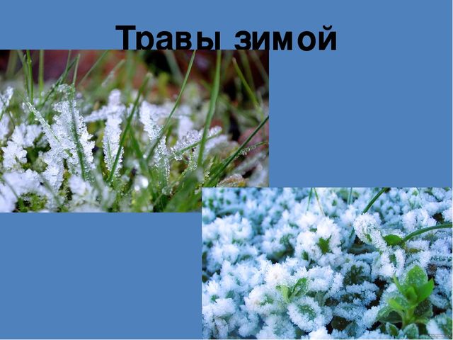 Презентация на тему"Живаяприрода зимой"