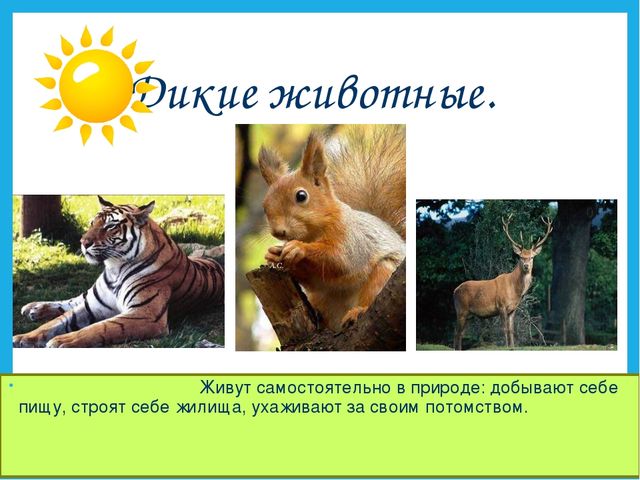 Презентация на тему "Дикие и домашние животные".