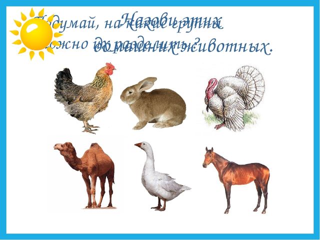 Презентация на тему "Дикие и домашние животные".
