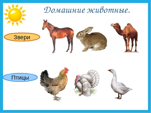Презентация на тему "Дикие и домашние животные".