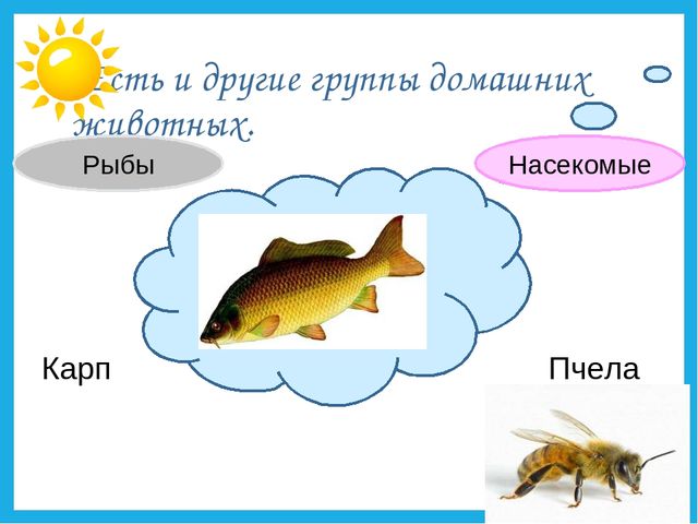 Презентация на тему "Дикие и домашние животные".