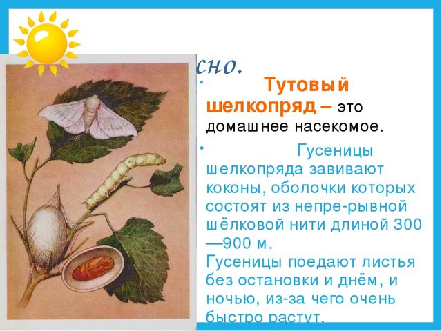 Презентация на тему "Дикие и домашние животные".
