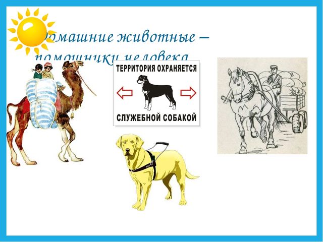Презентация на тему "Дикие и домашние животные".
