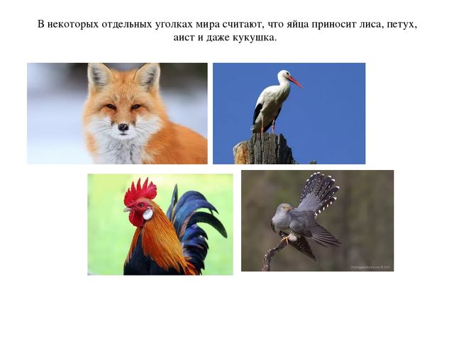 Презентация по окружающему миру "Пасхальный заяц"