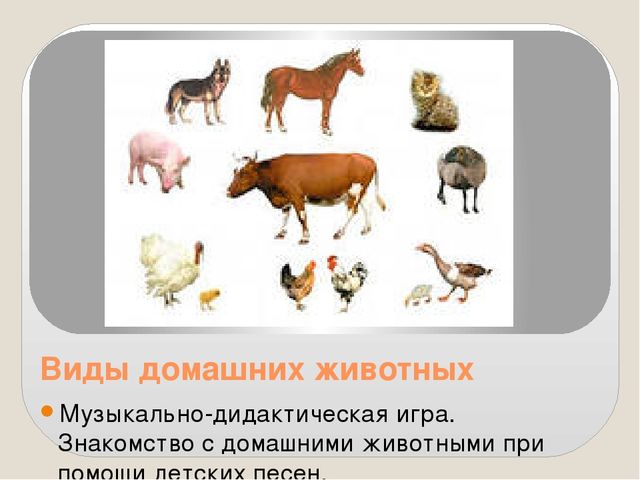 Изучаем домашних животных и их голоса