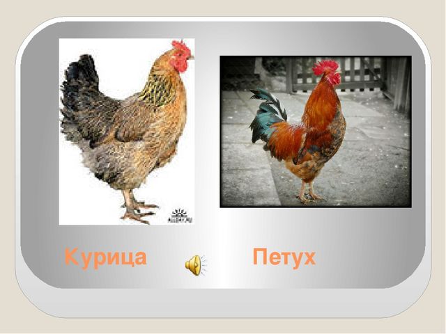 Изучаем домашних животных и их голоса