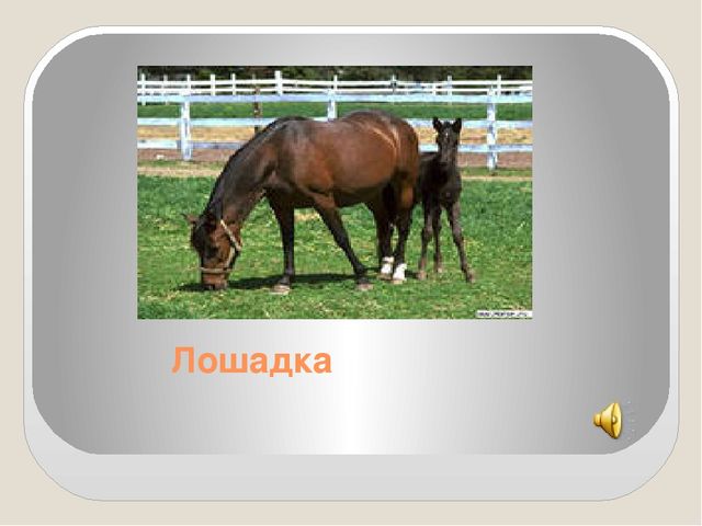 Изучаем домашних животных и их голоса
