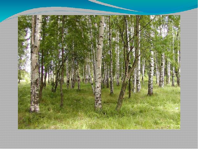 Проект по экологическому воспитанию «Экологическая тропа»