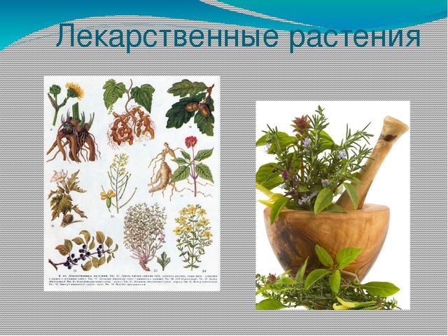 Проект по экологическому воспитанию «Экологическая тропа»