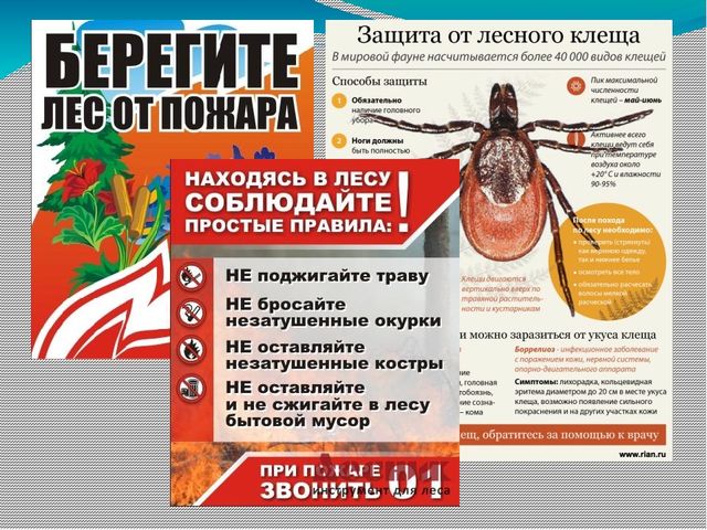 Проект по экологическому воспитанию «Экологическая тропа»