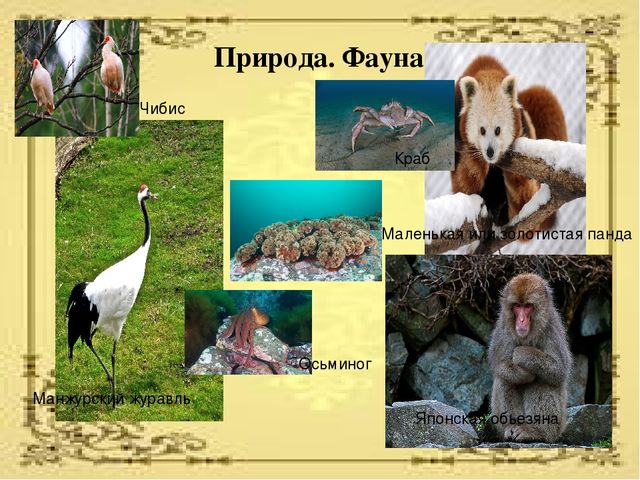 Презентация по ознакомлению с социальным миром для детей старшего дошкольного возраста "Страны мира"