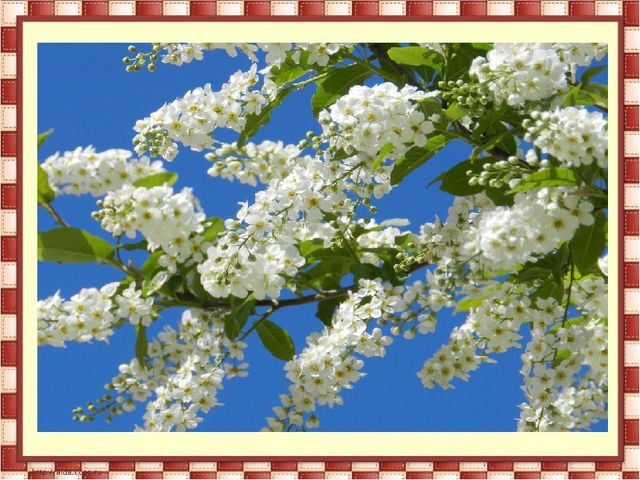 Презентация "Мулымья - заколдованная земля"