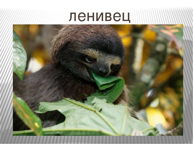 Презентация к занятию по окружающему миру "Путешествие в Америку"
