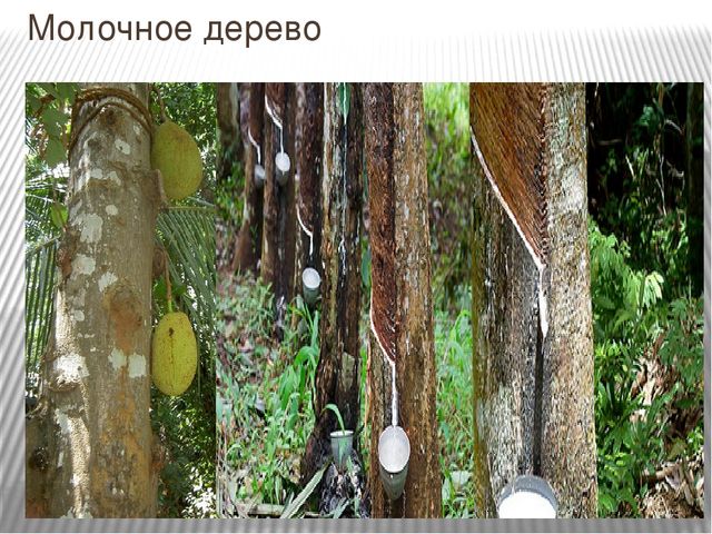 Презентация к занятию по окружающему миру "Путешествие в Америку"
