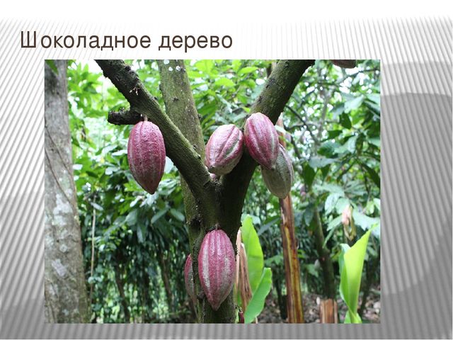 Презентация к занятию по окружающему миру "Путешествие в Америку"