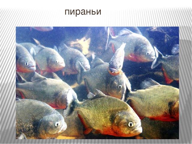Презентация к занятию по окружающему миру "Путешествие в Америку"