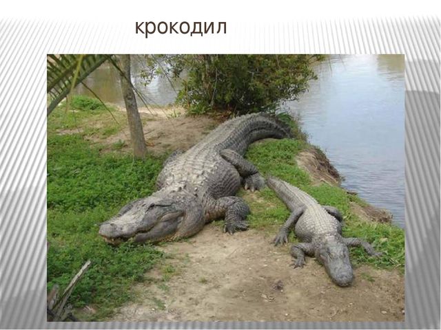 Презентация к занятию по окружающему миру "Путешествие в Америку"
