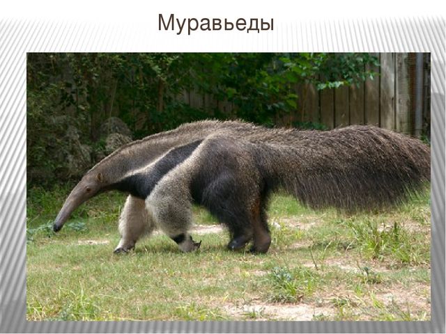 Презентация к занятию по окружающему миру "Путешествие в Америку"