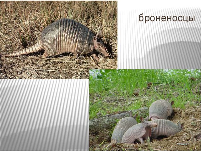 Презентация к занятию по окружающему миру "Путешествие в Америку"