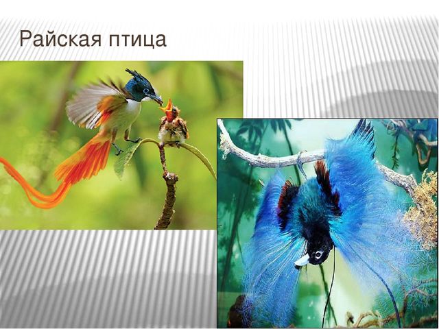 Презентация к занятию по окружающему миру "Путешествие в Америку"