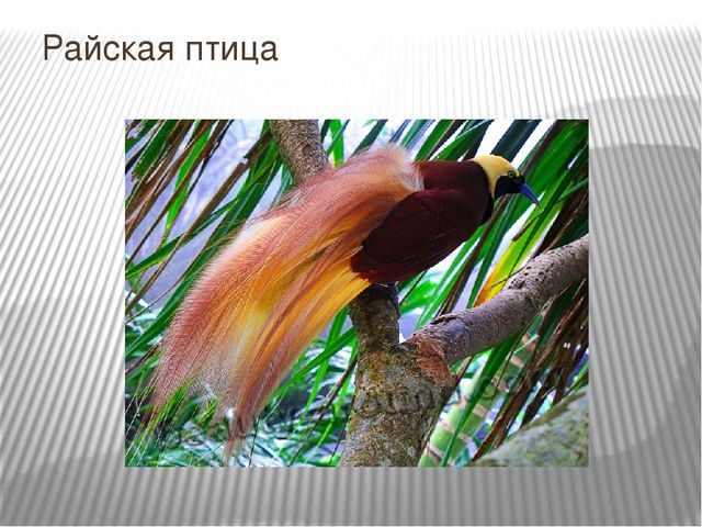 Презентация к занятию по окружающему миру "Путешествие в Америку"