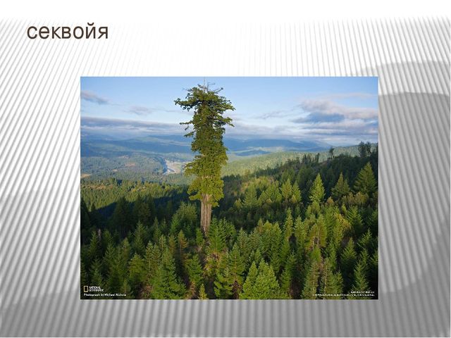 Презентация к занятию по окружающему миру "Путешествие в Америку"