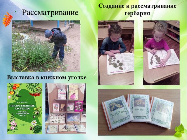 Презентация проекта "Лекарственные растения" (старший дошкольный возраст)