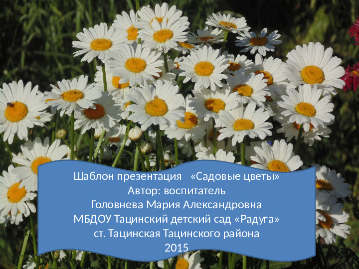 Шаблон для презентации «Садовые цветы»