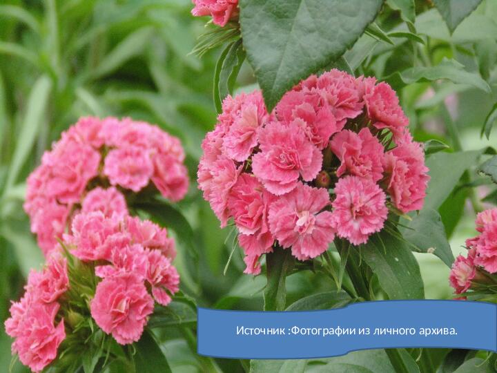Шаблон для презентации «Садовые цветы»