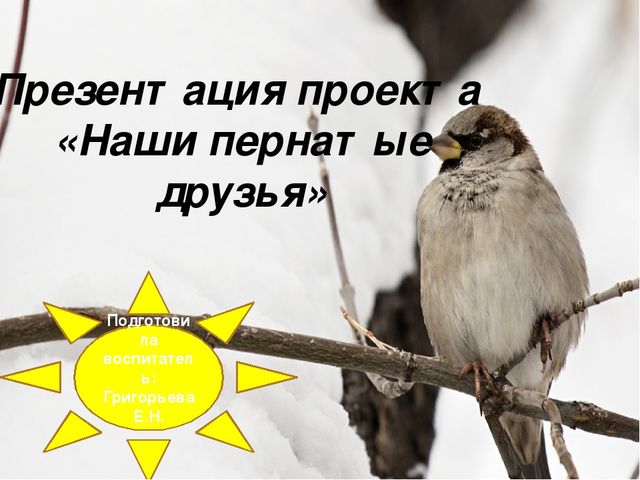 Презентация "Наши пернатые друзья"