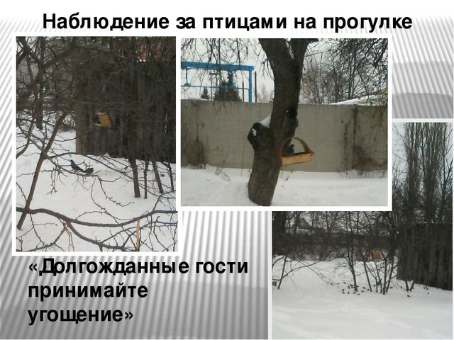 Презентация "Наши пернатые друзья"