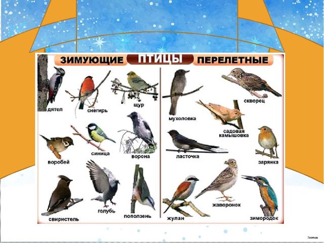 Презентация "Наши пернатые друзья"