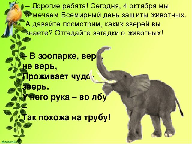 Презентация по экологии. День защиты животных.