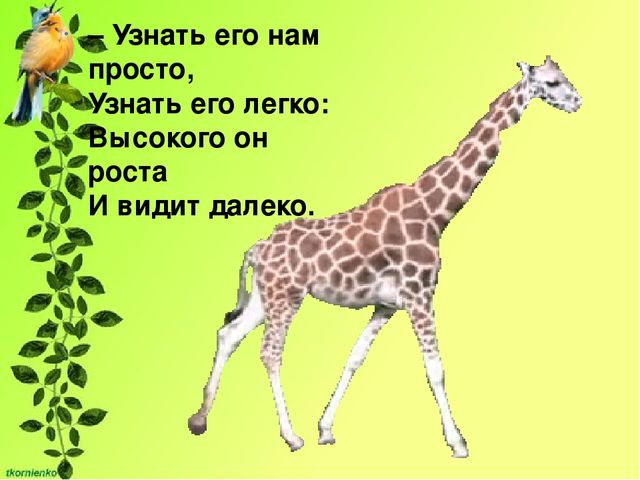 Презентация по экологии. День защиты животных.