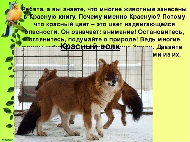 Презентация по экологии. День защиты животных.