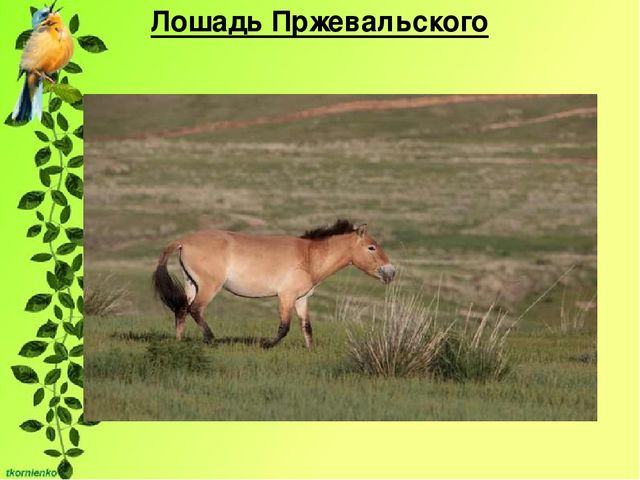 Презентация по экологии. День защиты животных.
